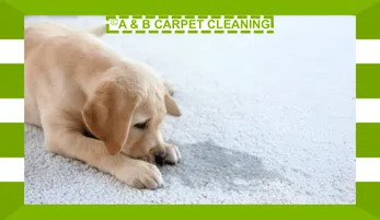 Carpet Cleaning for Pet Urine